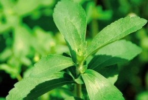 Stévia rebaudiana biologique