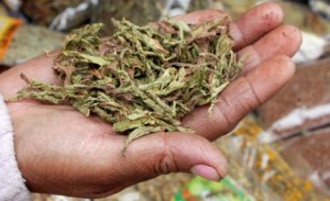 La Stevia, l'édulcorant naturel qui menace l'aspartame