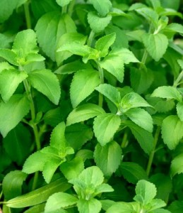 Stevia rebaudiana biologique plante