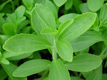 stevia rebaudiana biologique plante culture conseil recette bio sucrette stevia rebaudiana biologique plante culture conseil recette bio sucrette