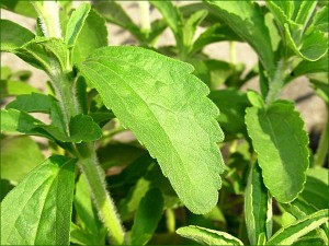 stevia-rebaudiana-sucre-edulcorant-rebaudioside