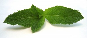 Dès le 02 décembre, c’est la famille entière des glycosides de stéviol extraits de Stevia qui pourra être utilisée au niveau européen