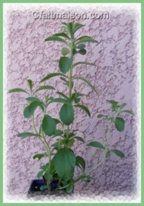 stevia-feuille-poudre-sucre-rebaudiana-biologique-boisson-recette-plante-feuille-biologique-agoji La stévia, plante sucrée, édulcorant naturel bio